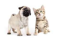 Pet Supplies