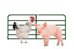Agriculture