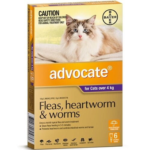 Advocate Cat Large Purple