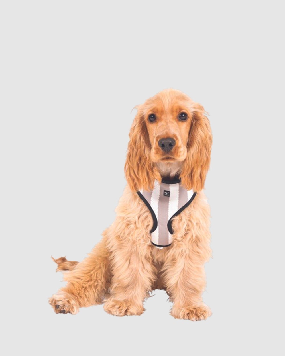 Mog & Bone - Neoprene Dog Harness Latte Hamptons Stripe Print - Home (LATTE HAMPTONS STRIPE) Neoprene Dog Harness - Latte Hamptons Stripe Print