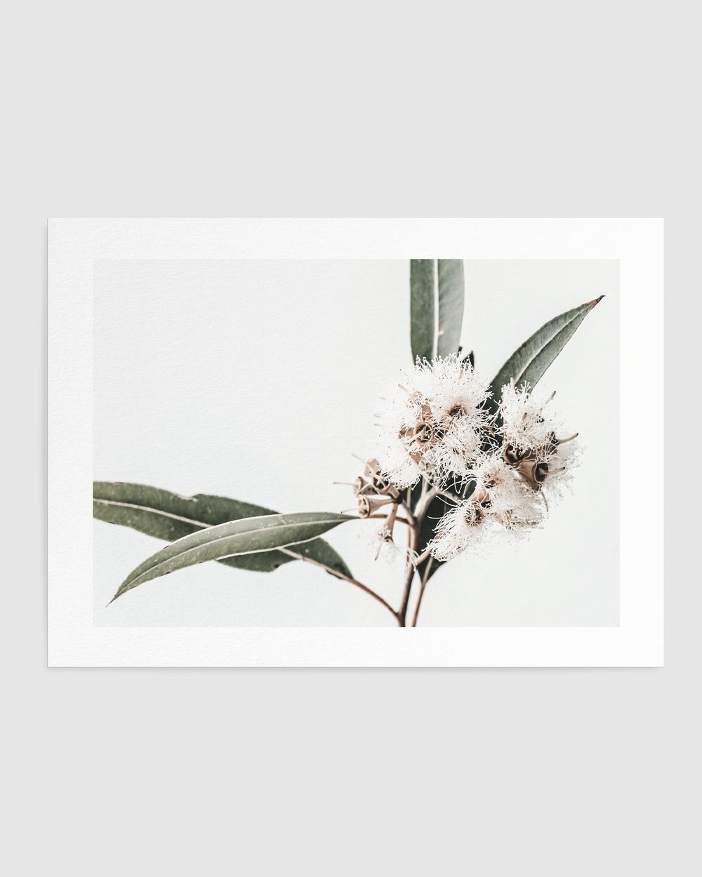 Olive et Oriel - White Eucalyptus II Art Print - Home (White Eucalyptus II Art Print) White Eucalyptus II Art Print