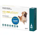 Revolution Dog Green 3 Pack