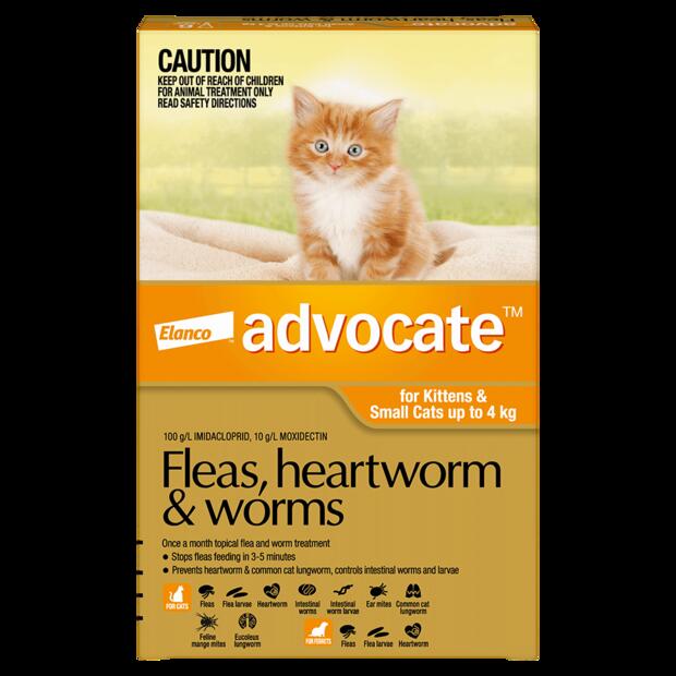Advocate Cat Small Orange