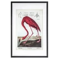"American Flamingo" Framed Wall Art Print, 90cm
