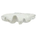 Avoca Clam Shell Sculpture Decor, 68cm, White