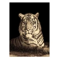 Legacy Tiger Modern Rug/Wall Art, 160x230cm