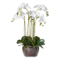 Artificial Phalaenopsis in Classic Bowl, Large