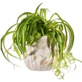 Sass & Belle: Cow Parsley White Planter Large
