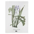 Maxwell & Williams: Royal Botanic Gardens Australian Orchids Tea Towel - Lilac (50x70cm)