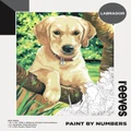 Reeves: Paint By Numbers Acrylic - Labrador (12"x16")