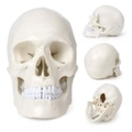 Anatomy Skull Model Human Skull Resin Model Human Skull Biology Medical Study
