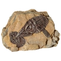 Ichthyosaur Fossil Rock Reptile Ornament (19.2cm x 11.2cm x 12cm) by Reptile One
