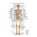 Human Body System Poster Anatomy Chart Educational Home Hangings