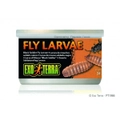Feeder insects - Black Soldier Fly Larvae 34gm