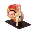 4D Human Women Pregnant Pelvis Teaching Anatomical Section Model Sets With Baby Fetus Science Toy