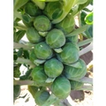 BRUSSELS SPROUTS 'Long Island Improved' seeds