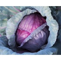 CABBAGE 'Red Acre' seeds
