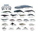 TYPES OF WHALES A4 Matte Laminated Poster Print Fish - 210mm x 297mm