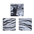 Set of 3 Printed Blue Eyes Stripes Tiger Wall Canvas by Just Home