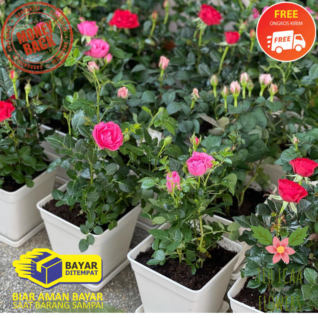 PAKET 5 TANAMAN MAWAR HIDUP ASLI TANAMAN BUNGA MAWAR 5 WARNA MIX KUALITAS SUPER BERAKAR SIAP MEKAR TANAMAN HIAS HIDUP MAWAR ROSE ASLI COD