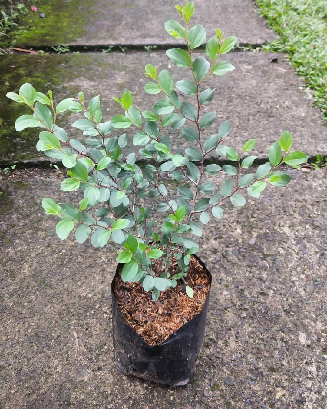tanaman hidup daun bidara arab asli