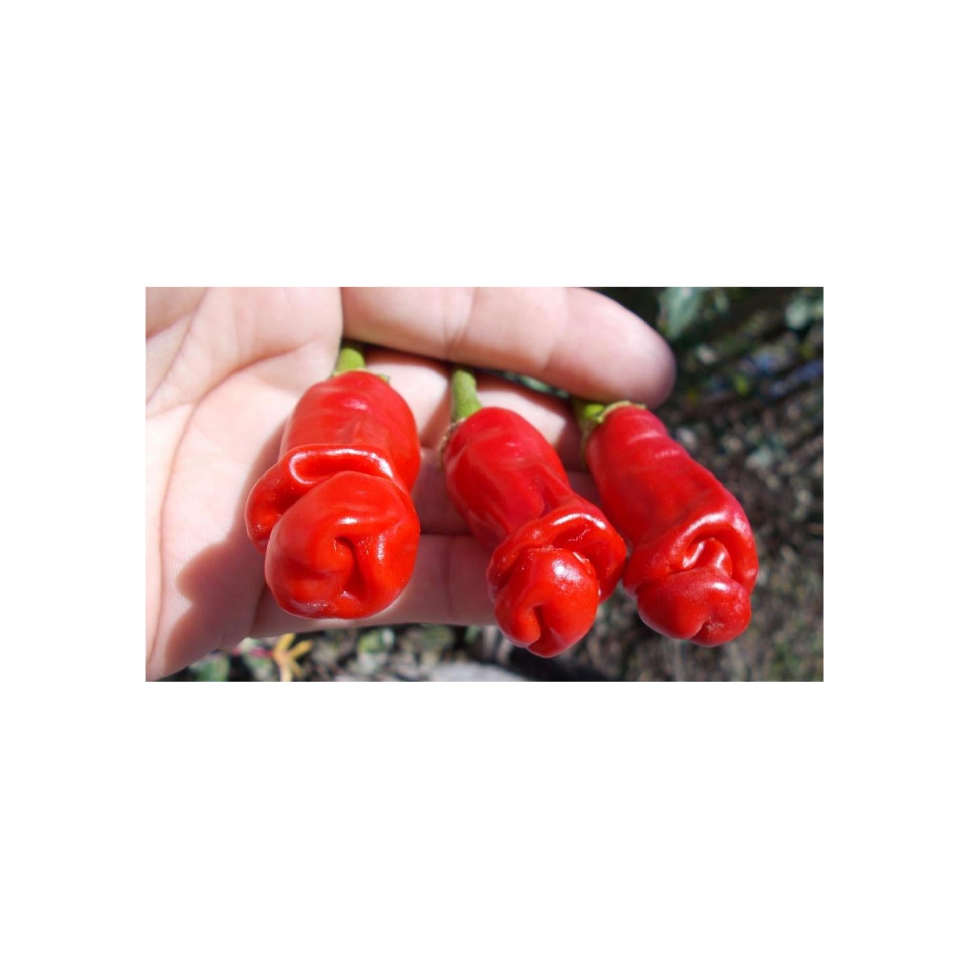 Amefurashi 10 Benih Biji Red Peter Bibit Cabe Porno Pepper Ornamental