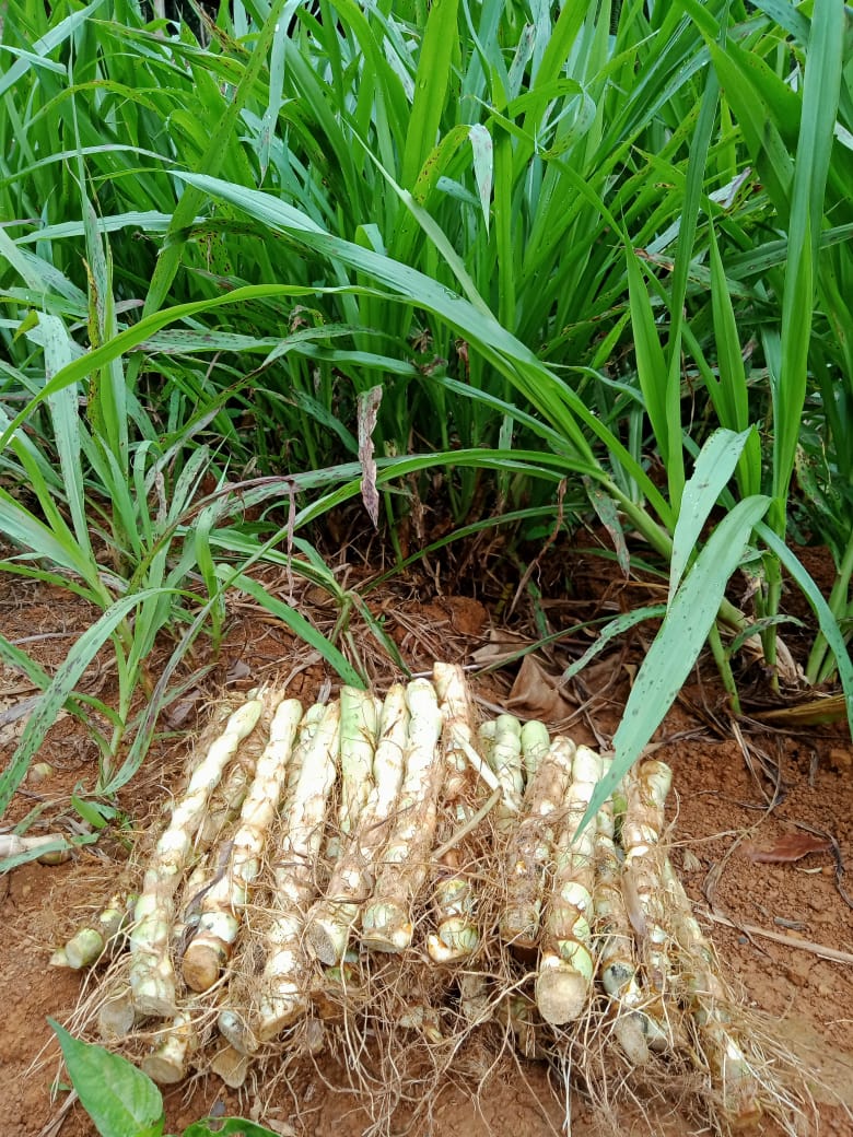 BIBIT Rumput Odot 1kg -+20 batang (20-22cm)