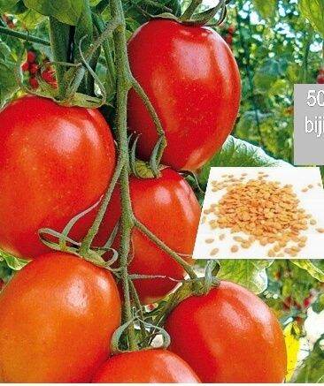 30 BIJI BENIH TOMAT UNGUL