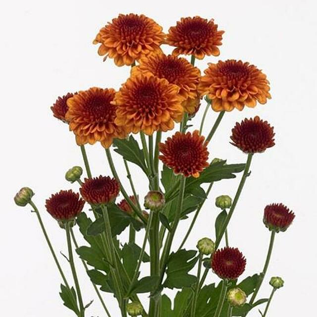 Tanaman Bunga Krisan Aster COD Bisa Pilih Warna Tanaman Hias Hidup