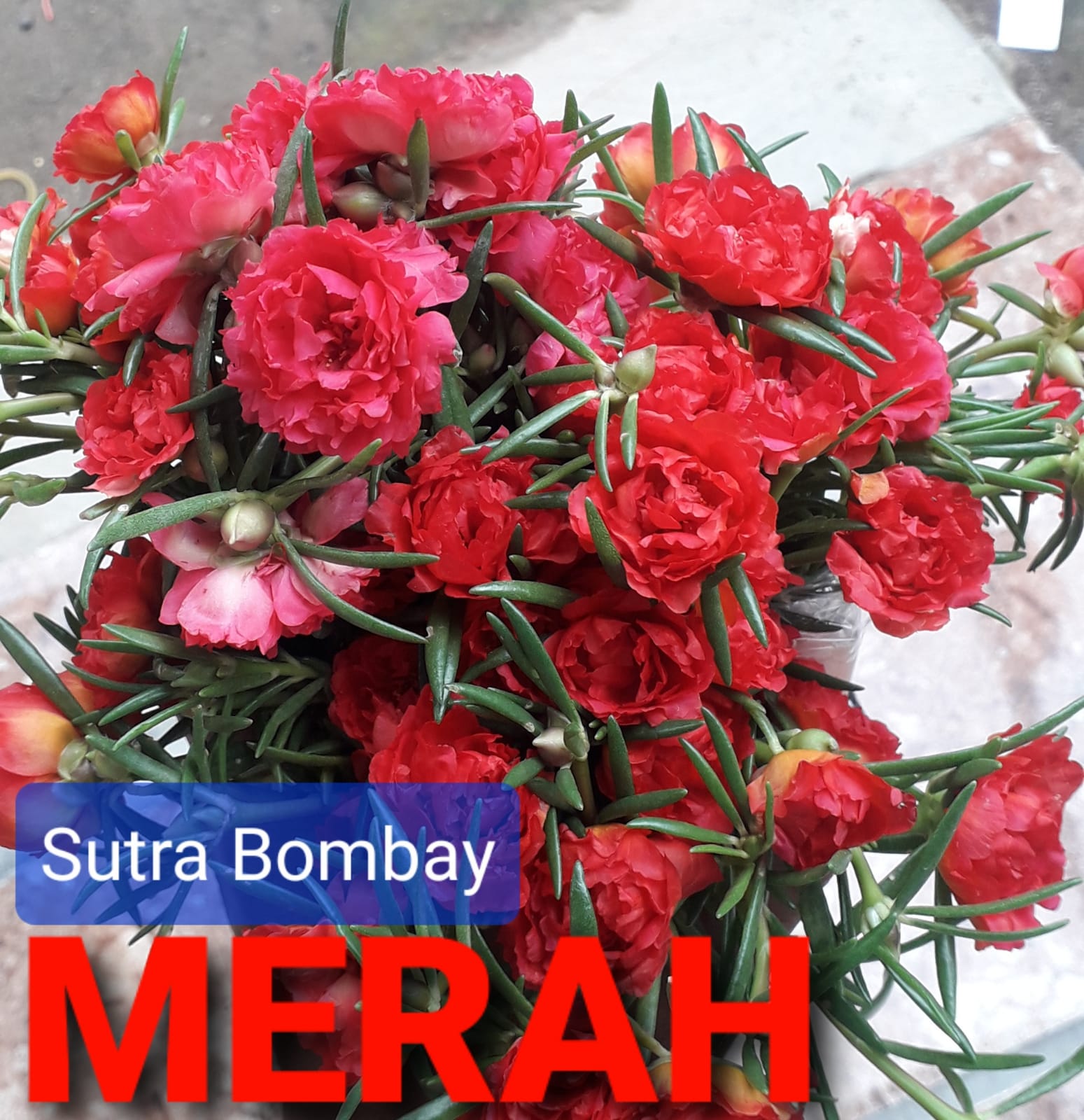 SUTRA BOMBAY MERAH ORANGE PINK murah bunga cantik viral krokot warna warni import lokal promo