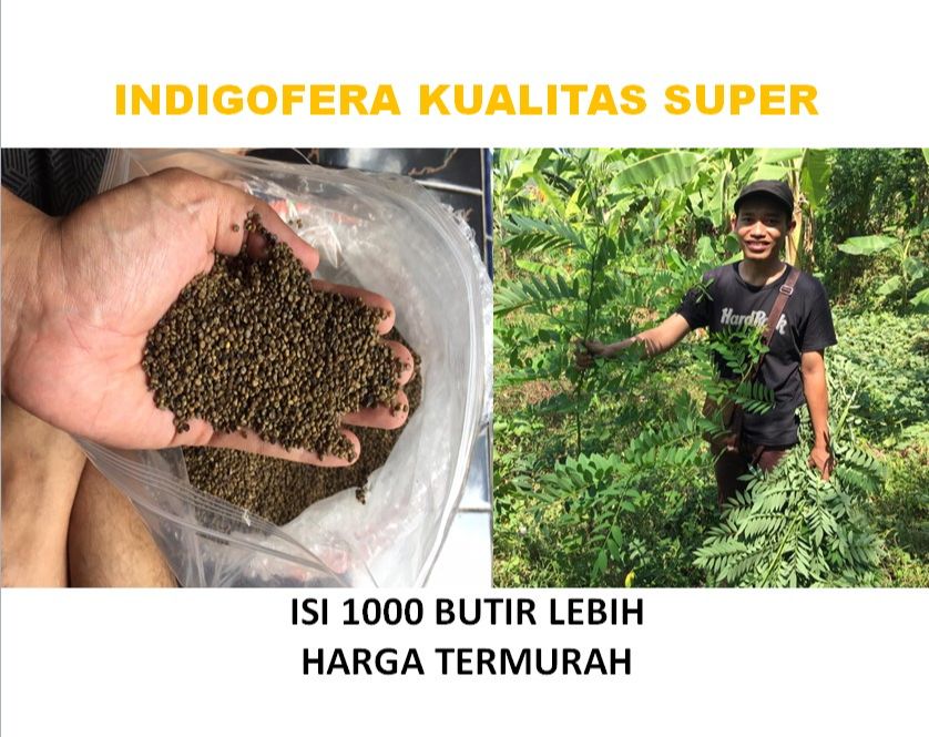 Benih indigofera kualitas super termurah untuk ternak