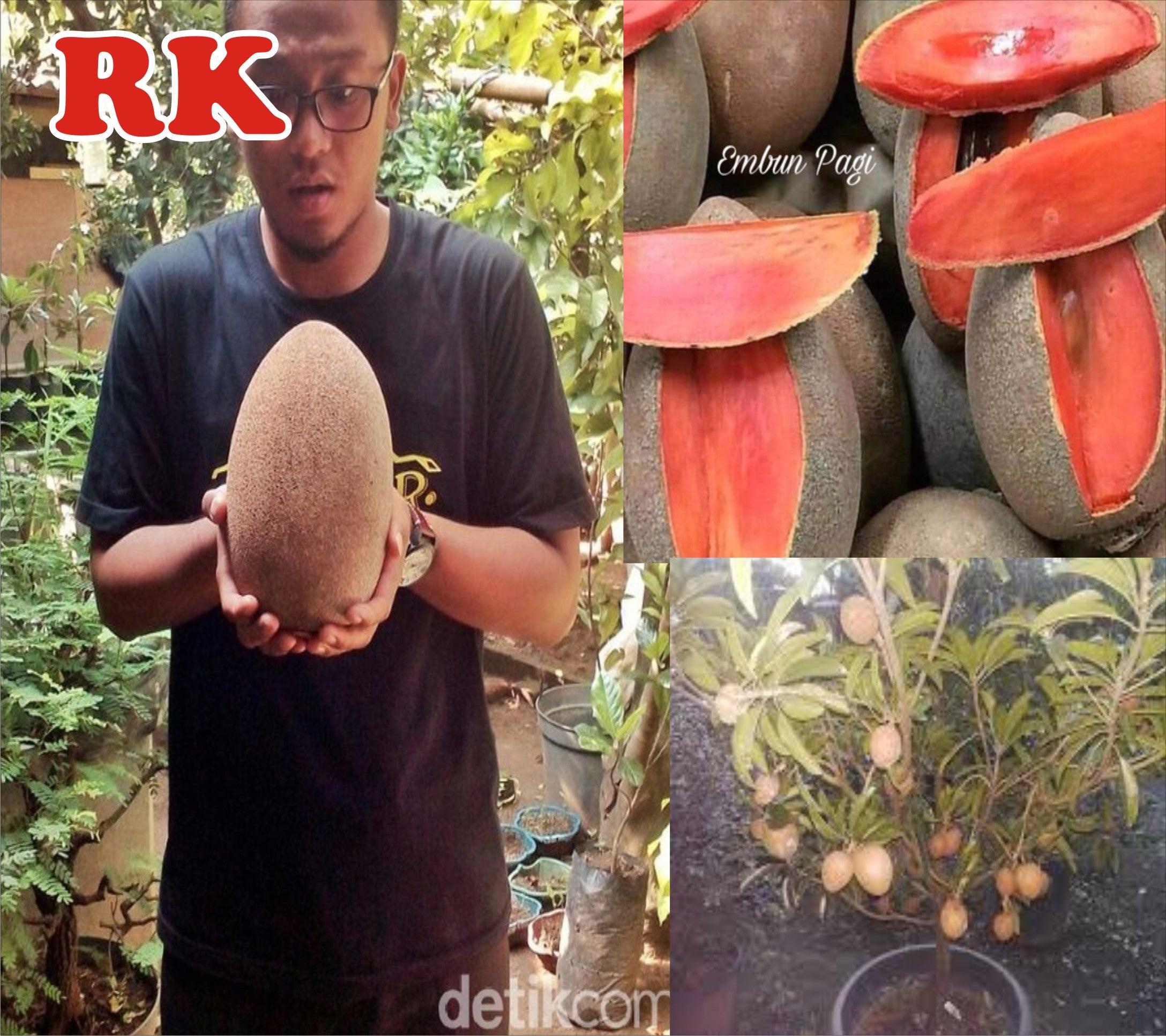 PROMO TERMURAH BIBIT SAWO JUMBO MANIS CEPAT BERBUAH