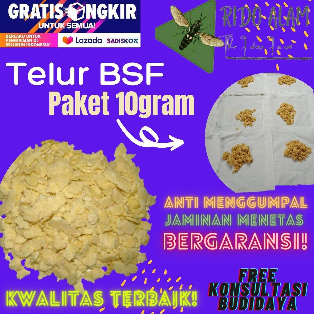 Telur BSF PAKET 10gram / Telor maggot BSF Kwalitas Terbaik