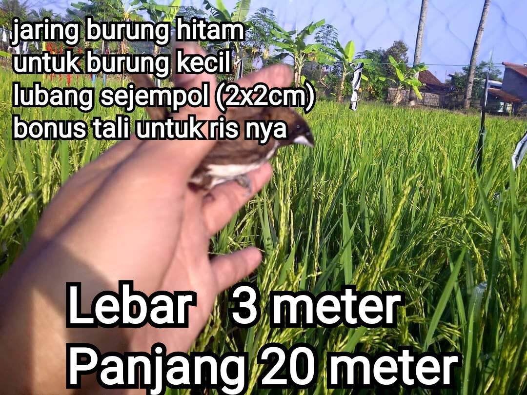 COD jaring burung hitam 3x20 meter untuk burung kecil cocok untuk dijual lagi