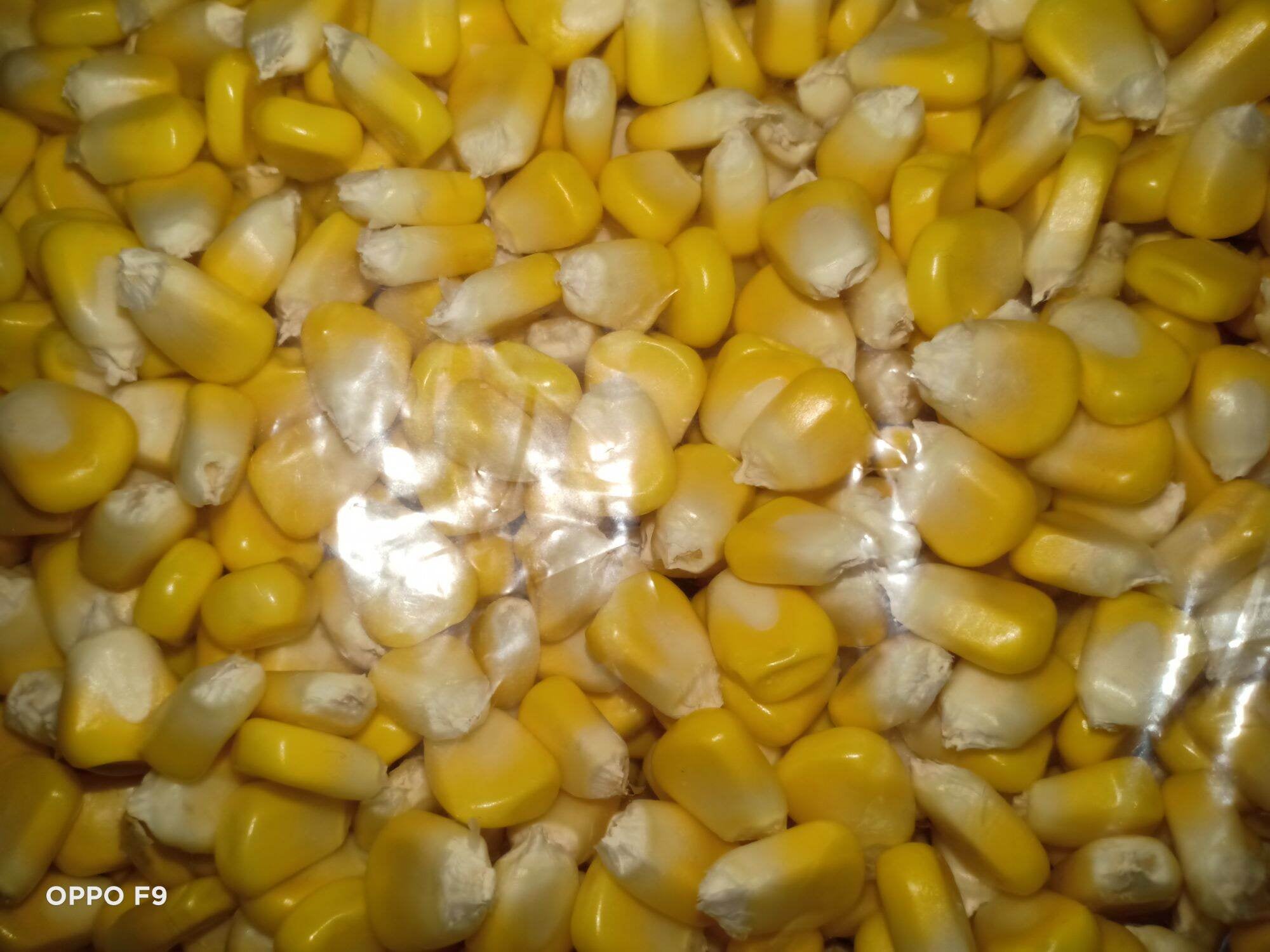 JAGUNG MANIS PIPIL 1KG