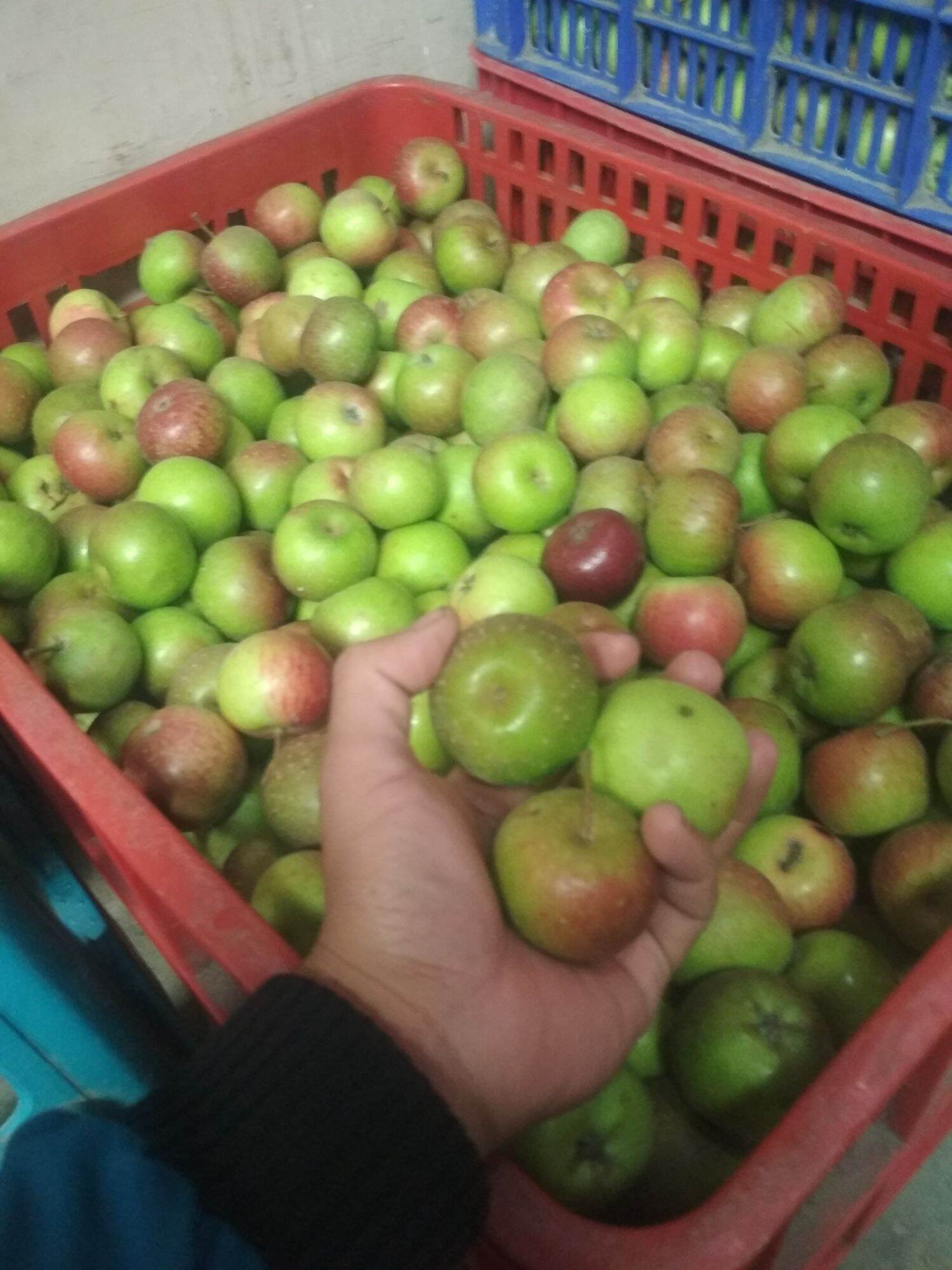 Apel Batu Malang Mini1 kg fresh asli batu malang