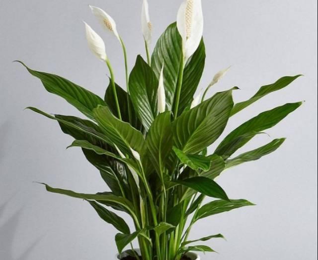 Tanaman Hias Peace Lily - Spatuphilum Hijau - Tanaman Pembersih Udara