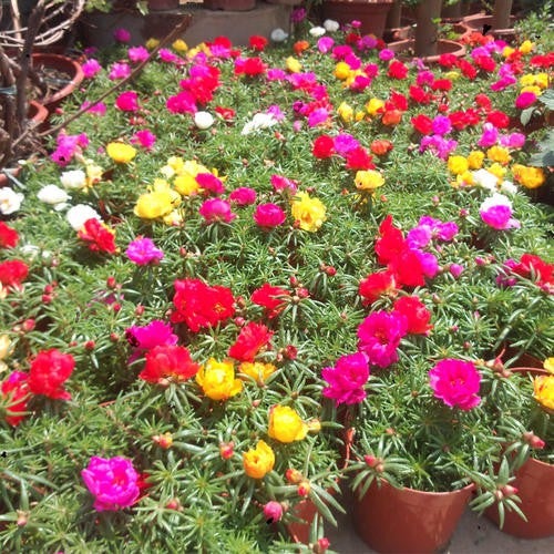 30 Benih Bunga Krokot Moss Rose Mixed Portulaca seeds biji - moezzaseedsmart