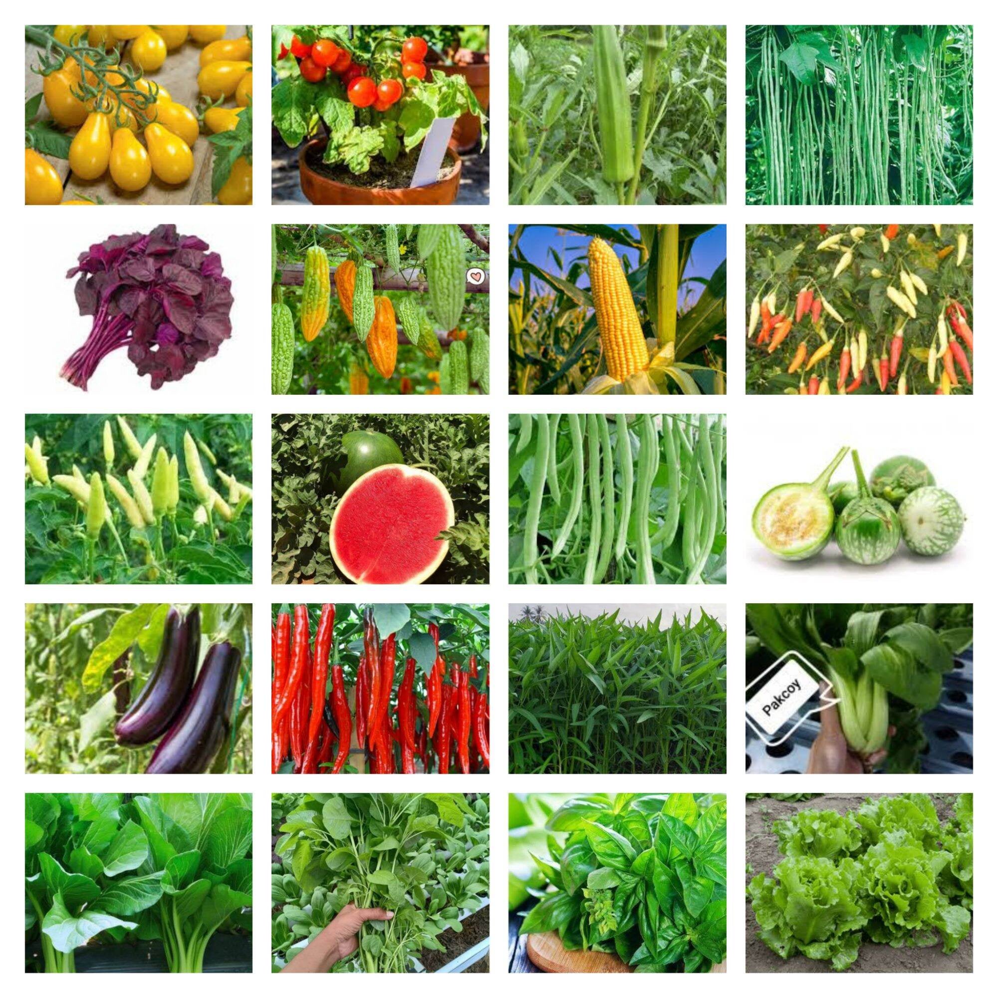 Amefurashi Paket Hemat Benih 14 Sayur Mudah Tumbuh