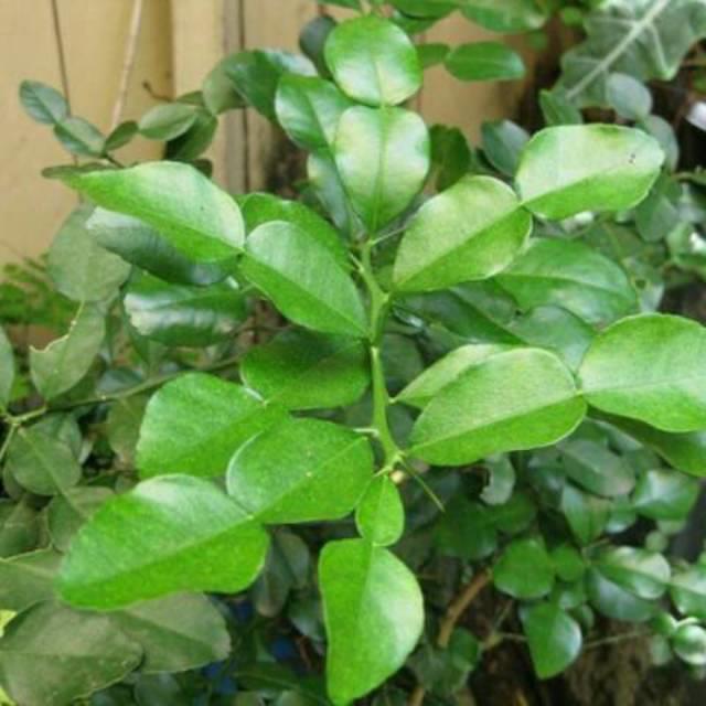 Bibit Tanaman Daun Jeruk Purut Murah Jeruk Daun Bumbu