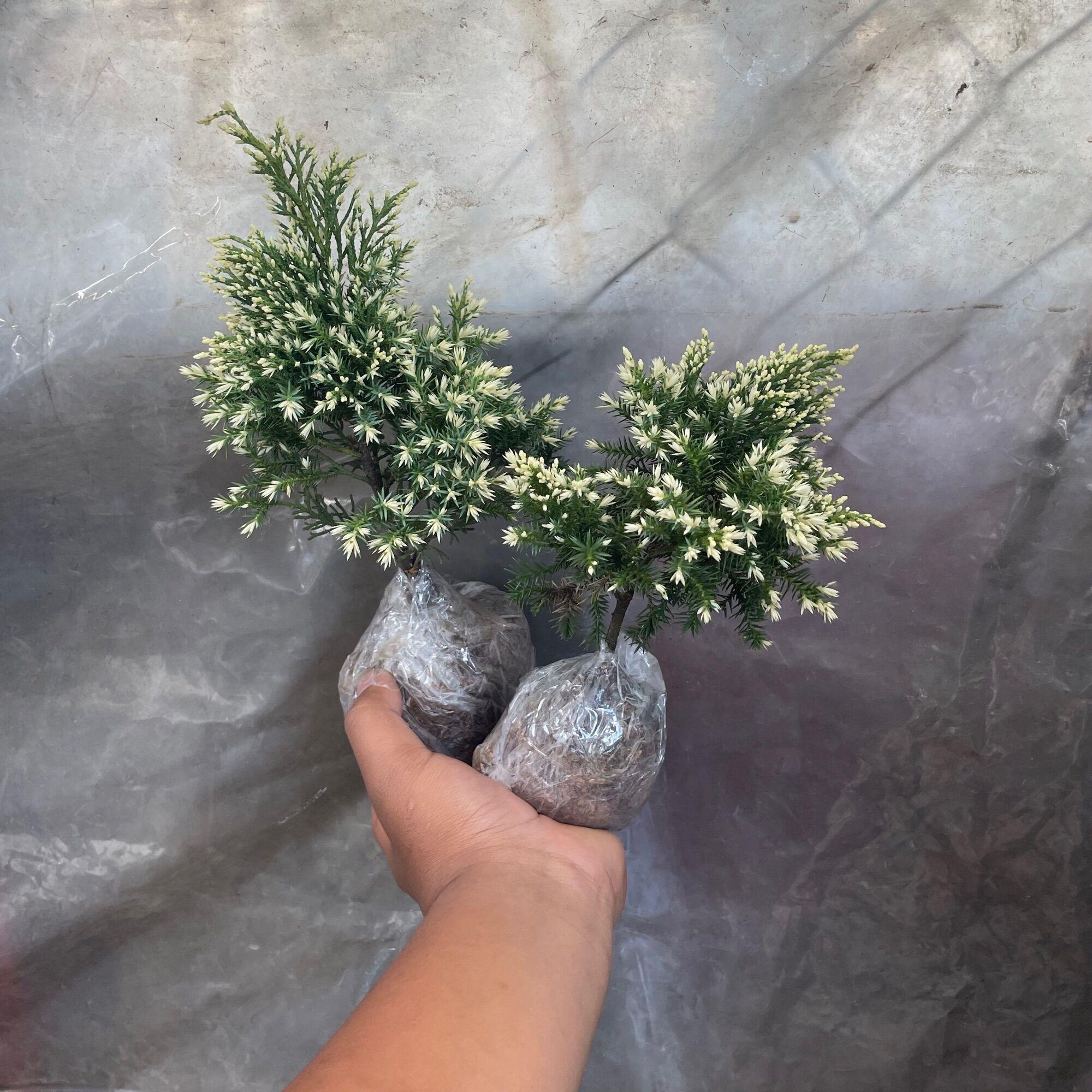 COD Paket Hemat cemara batik isi 2