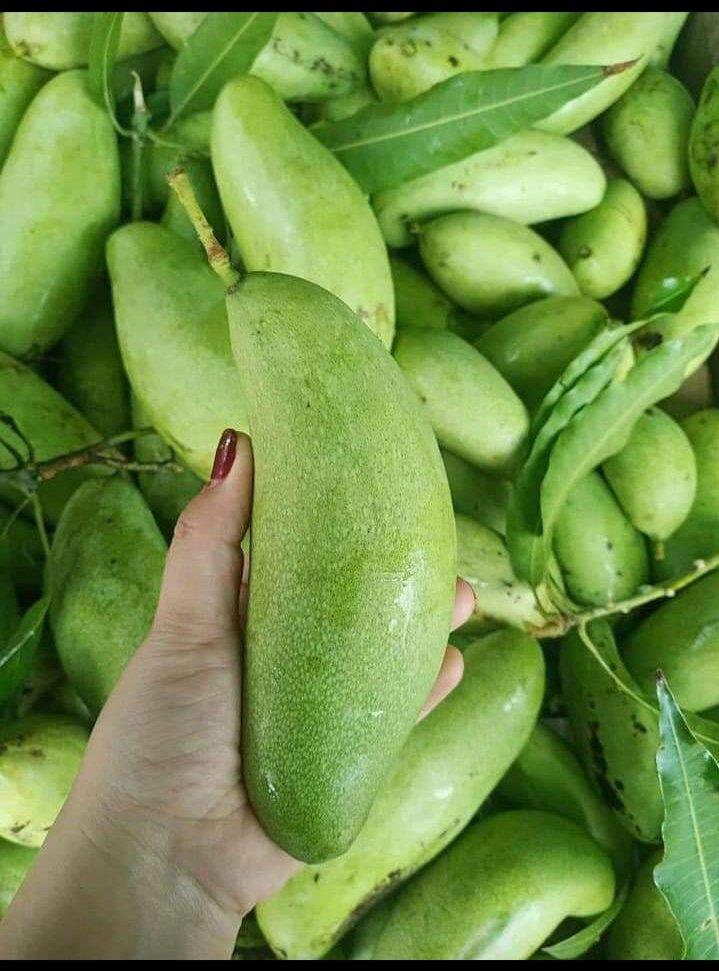 mangga muda paket hemat 500 gram