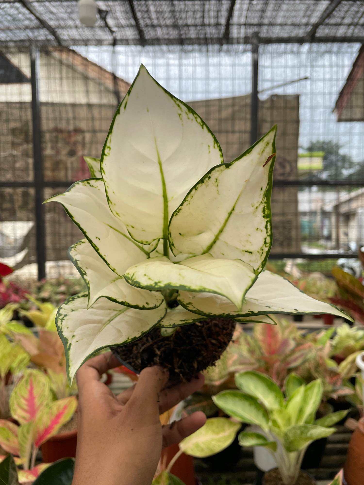 Aglonema Super white Daun 7+