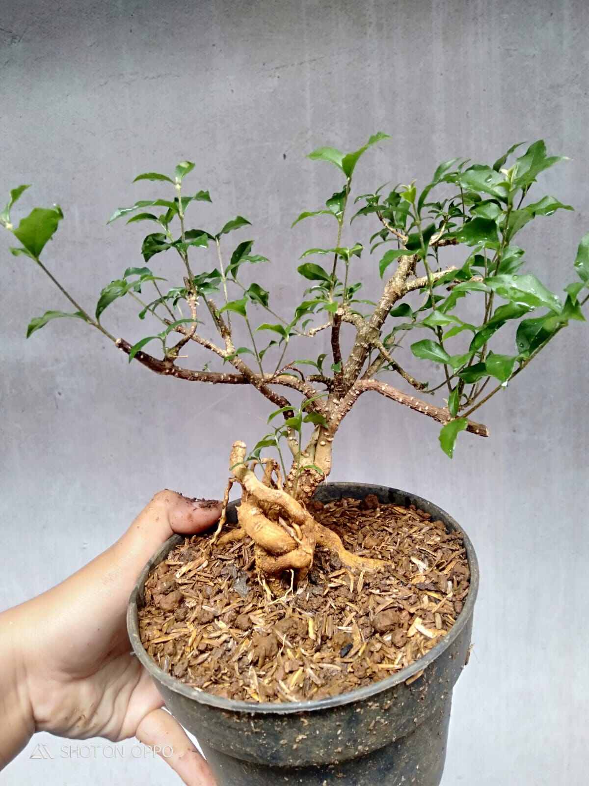 Bahan bonsai sakura mikro mame small bonggol berkarakter