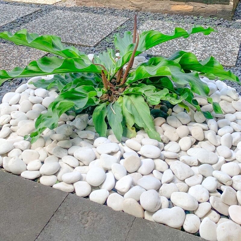 batu koral putih Kupang 5kg