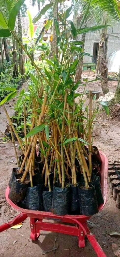 BIBIT BAMBU KUNING SIAP TANAM MEDIA TANAH