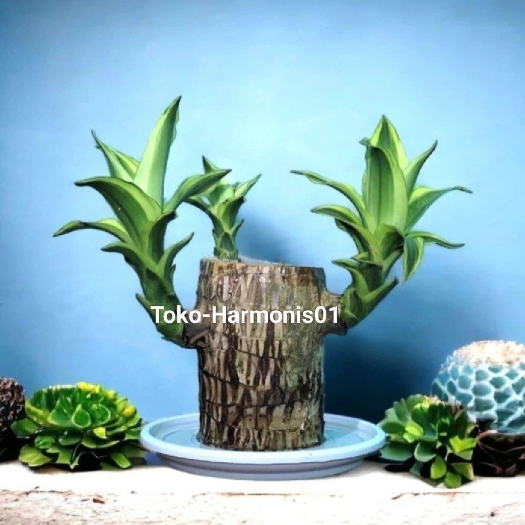 Hanjuang Bonsai Daun Hijau per batang (Dracaena Fragrance: Brazilian Wood)Indoor