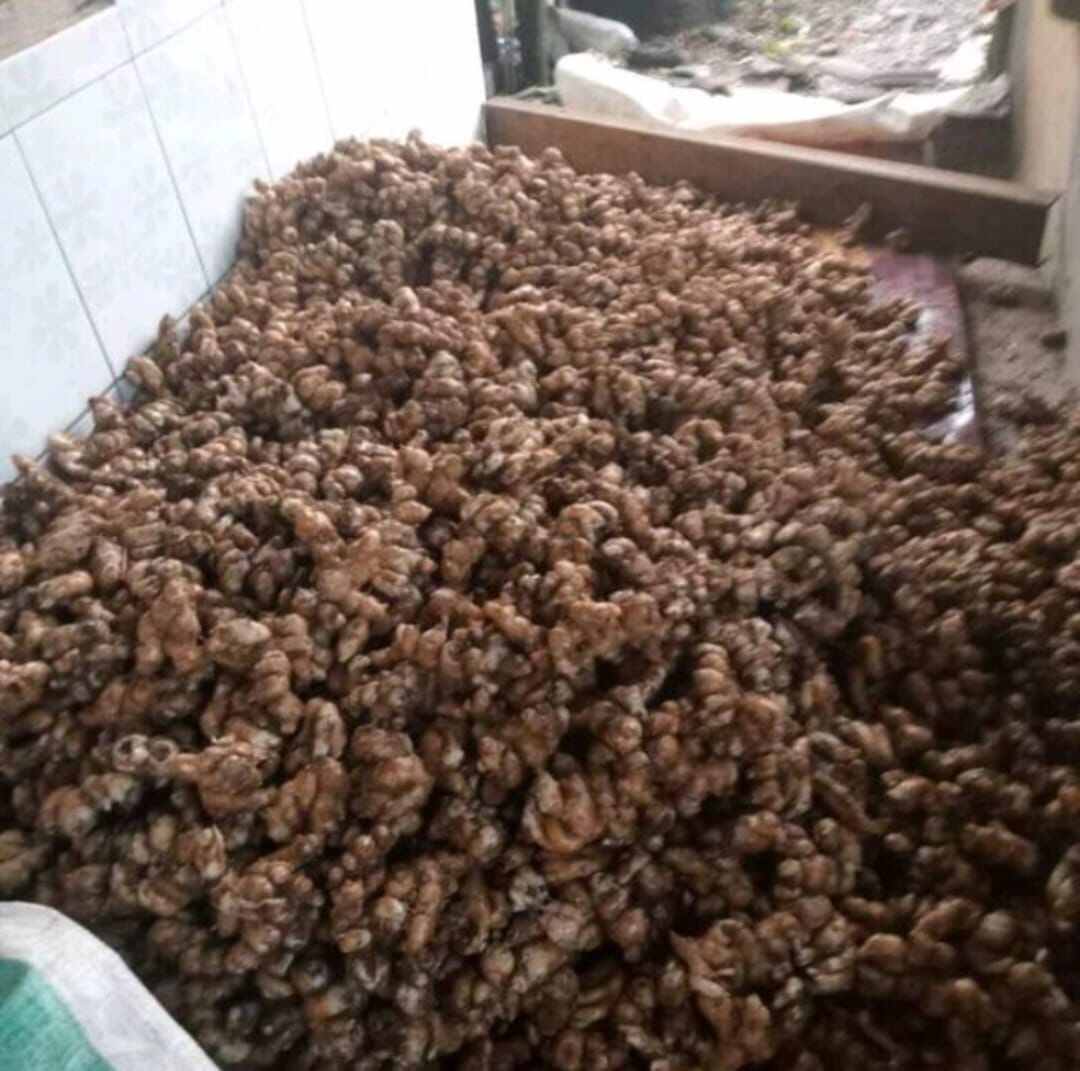 kencur segar 1 kg kencur segar 1000 grm buat seblak