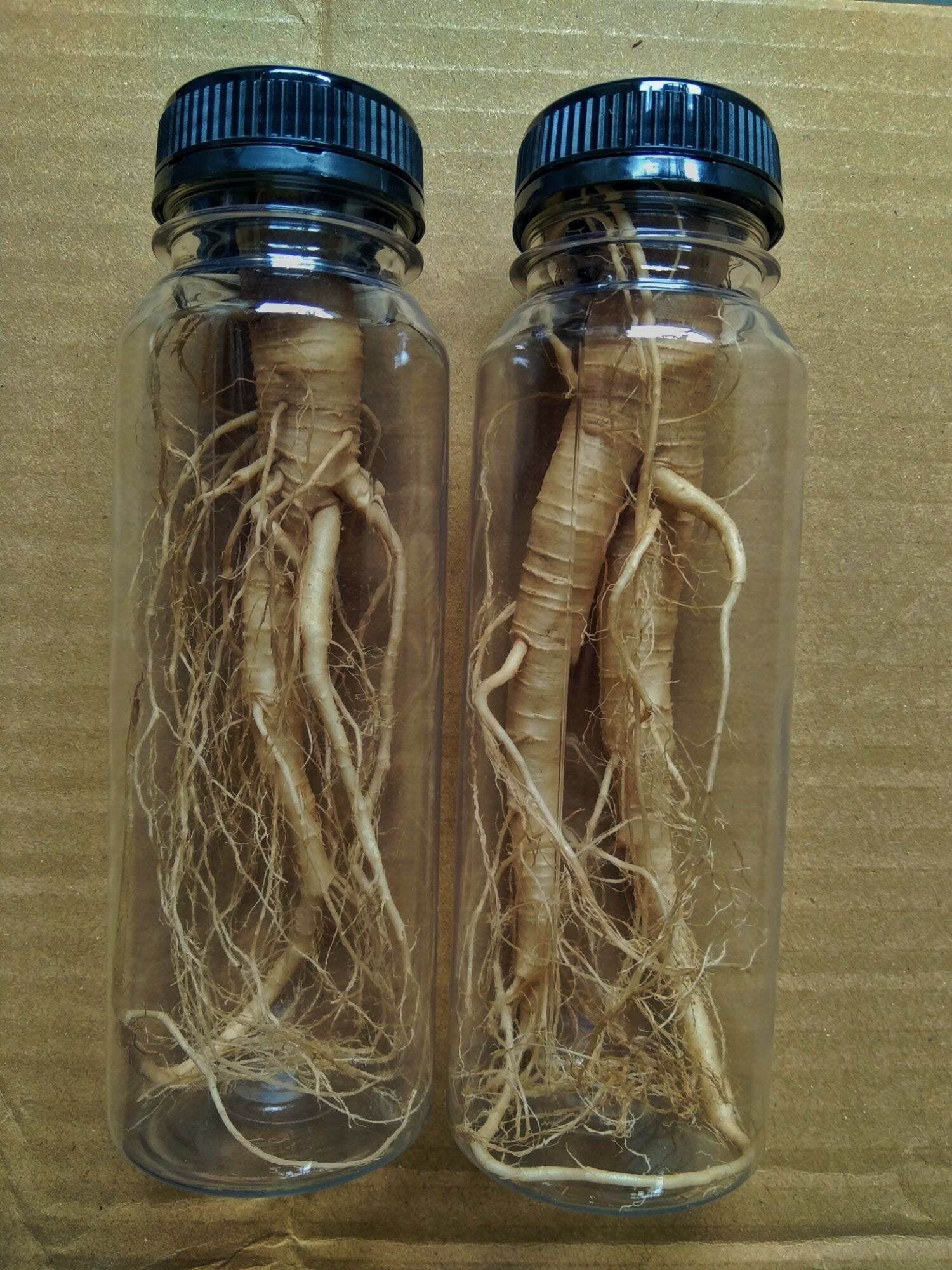 ginseng merah korea kemasan botol 250 ml