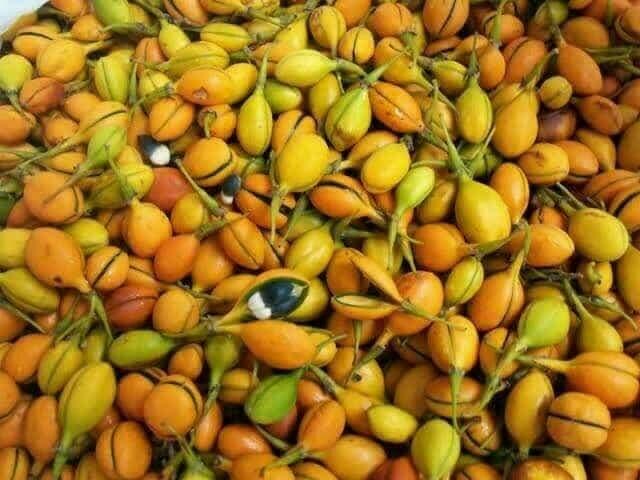 Benih Biji Gaharu 30 Buah